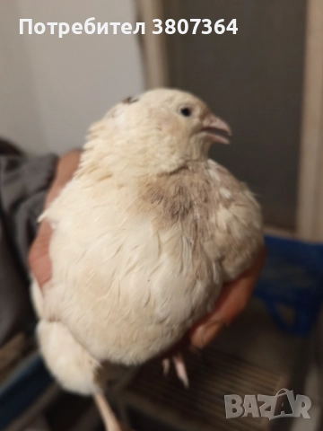 Продавам мъжки Манджурски и Тексаски Бройлерен пътпъдъци 3 лева за брой 