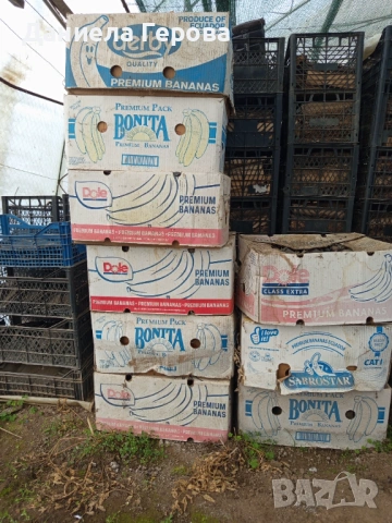 Контейнери за разсади , снимка 6 - Разсади - 53284334