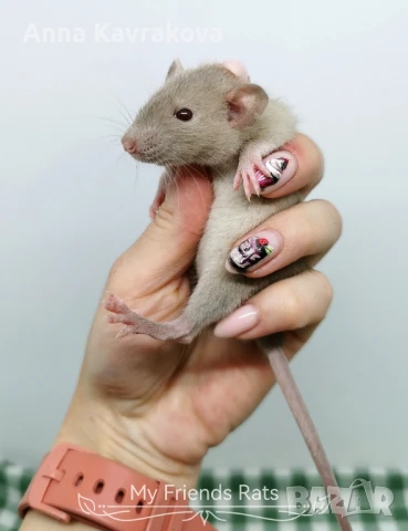 Декоративни плъхчета , снимка 12 - Други - 37326095
