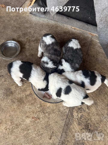 Каракачанки на 1 месец, снимка 4 - Каракачанска овчарка - 52265205