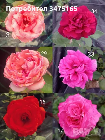 рози , снимка 4 - Градински цветя и растения - 50330660