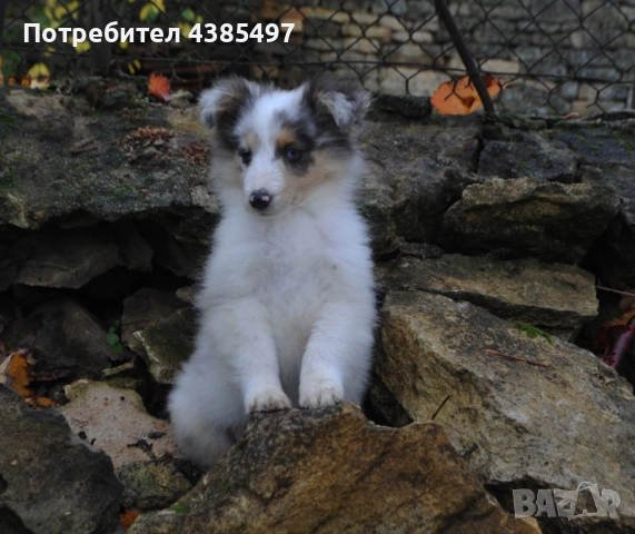 Кученце Шелти момче FCI 