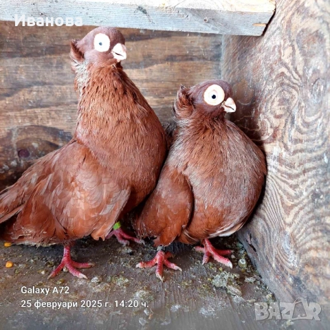 Гълъби декорация и д-р, снимка 11 - Гълъби - 52317736