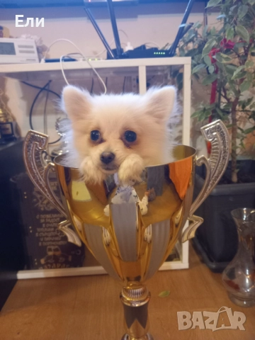 Продавам малки пумеранчета, снимка 7 - Померан - 52713328