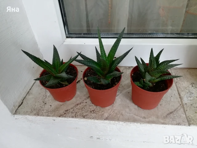 Хавортия , снимка 2 - Стайни растения - 46538251