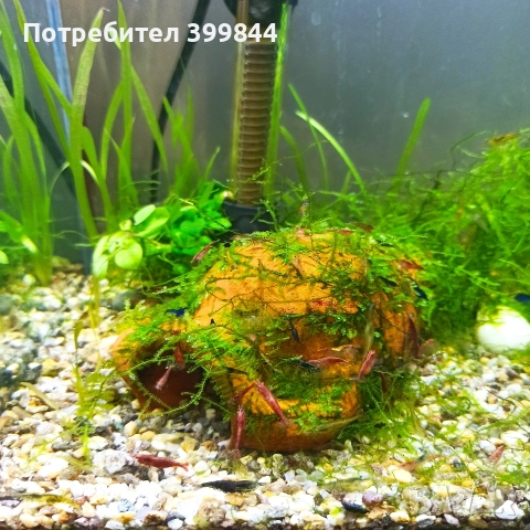 Скариди, снимка 2 - Рибки - 52840192