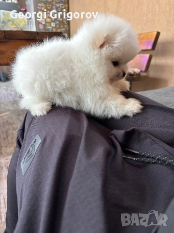 Момиче, снимка 7 - Померан - 53555954