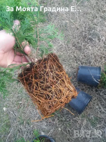 Туя Смарагд , снимка 8 - Градински цветя и растения - 49492365