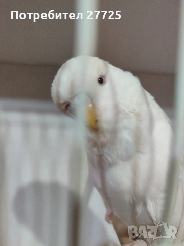 Изложбени папагали , снимка 12 - Папагали - 53290737