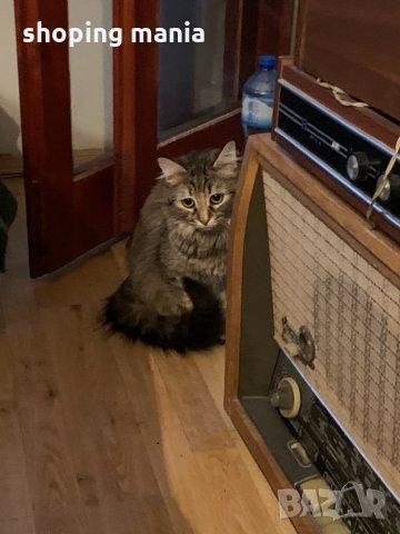 Подарявам котка - намира се в пловдив, снимка 1