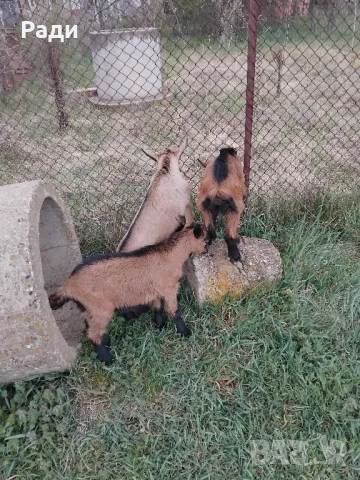 Продавам ярета френски алпин , снимка 1