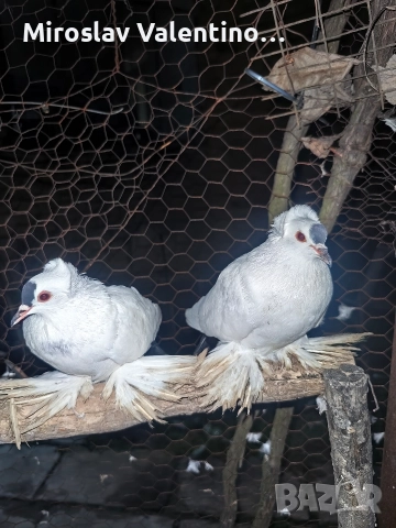 саксонски чайки, снимка 6 - Гълъби - 52795008