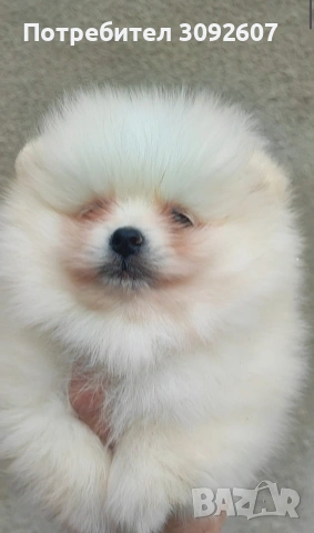 Померан момче , снимка 2 - Померан - 53272433