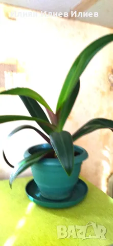 Цветя стайни, снимка 10 - Градински цветя и растения - 49739547