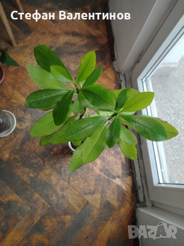 Еуфорбиякаучукова- саксийно растение. , снимка 6 - Градински цветя и растения - 51625139