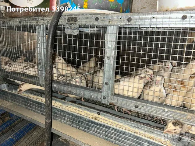 Продавам пътпъдъци, снимка 8 - други­ - 48653462