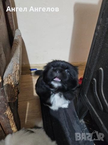 Малки Пекинези, снимка 3 - Пекинез - 53384728