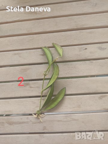 Вкоренен резник на растение хоя, снимка 5 - Стайни растения - 43076464