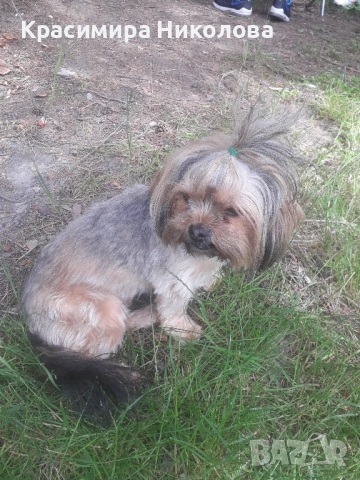 продавам 2 йоркита!.., снимка 16 - Йоркширски териер - 51533373