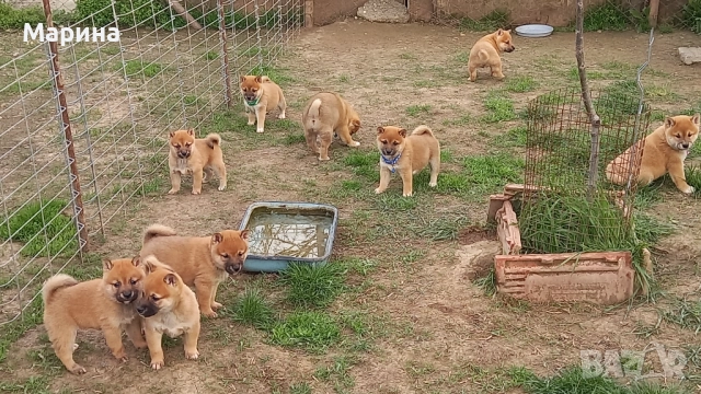 Шиба ину мъжки и женски кученца, снимка 2 - Шиба ину - 52510386