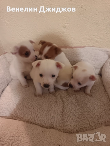 Чихоа, снимка 2 - Чихуахуа - 52653337