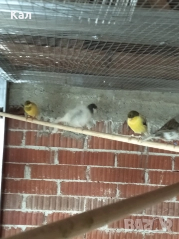 Канарче, снимка 2 - Канари - 53342397