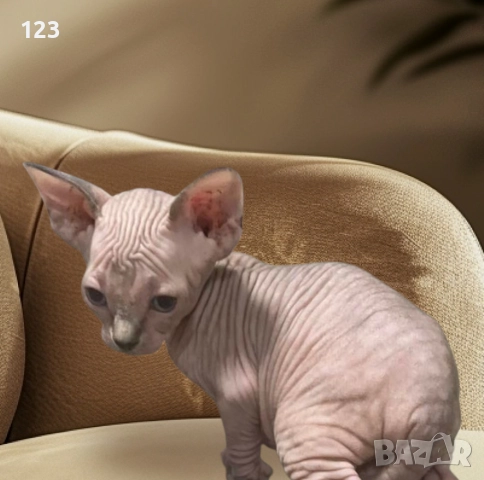 Канадски сфинкс и елф, снимка 4 - Сфинксове - 52148550