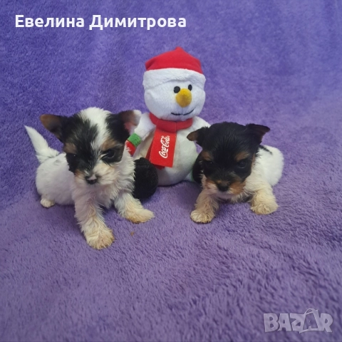 Йоркширски териер бивер момичета