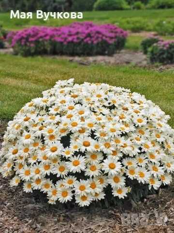 Комплект 4бр маргарита, снимка 5 - Градински цветя и растения - 53060131