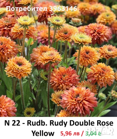 ГРАДИНСКИ Многогодишни Цветя., снимка 12 - Градински цветя и растения - 51078764