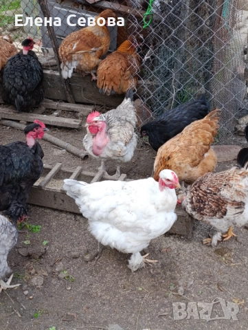 Оплодени яйца от светъл съсекс, голошийки и качулати , снимка 2 - Кокошки и пуйки - 52790436