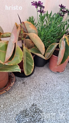 шарен фикус 50см., снимка 3 - Стайни растения - 51117203