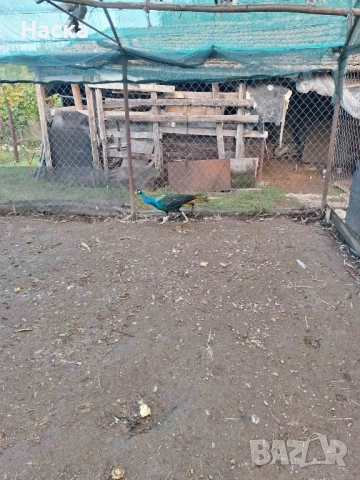 Продавам пауни! , снимка 8 - други­ - 52323574