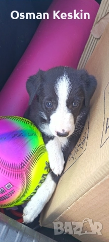 Бордър коли, снимка 1