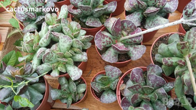 адромисхус купери, снимка 4 - Стайни растения - 33259869