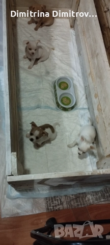 Чихуахуа, снимка 1