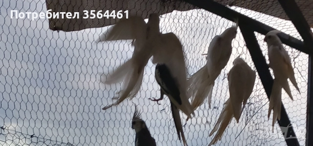 Корели: белолики "Албино" продавам , снимка 2 - Папагали - 52410976