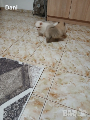 Mini Pomeran, снимка 14 - Померан - 53567326