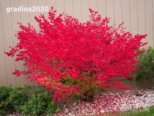 Oгнен храст - Euonymus alatus Студоустойчив 