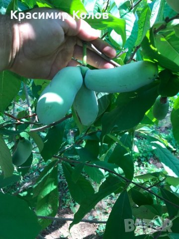 Индиански банан, Асимина трилоба, Asimina triloba,семена и растения