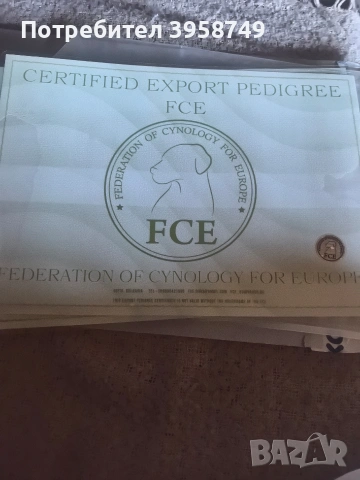 йорки бивер с родословие, снимка 3 - Йоркширски териер - 53253568