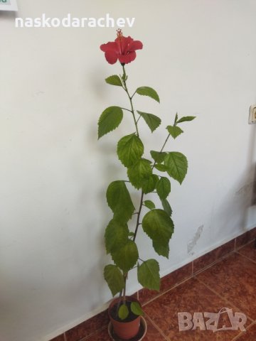 Китайски рози хибискус червена фуния, снимка 13 - Стайни растения - 38143414