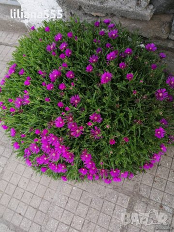 делосперма - с бонус , снимка 3 - Градински цветя и растения - 37227514