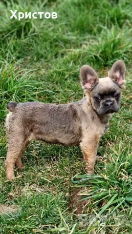 Женски Флуфита френски булдог бебета, снимка 9 - Френски булдог - 49444201