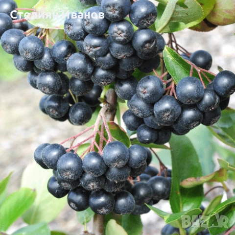 Едроплодна арония (Aronia melanocarpa 'Galicjanka'), снимка 2 - Градински цветя и растения - 52354236