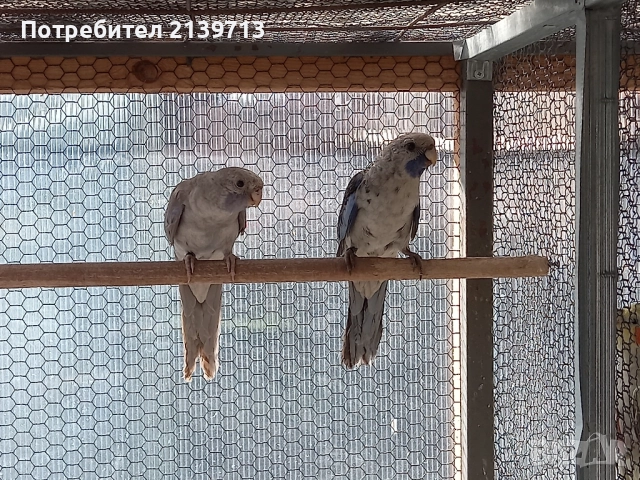 Продавам папагали Пенантови Розели , снимка 4 - Папагали - 52500695