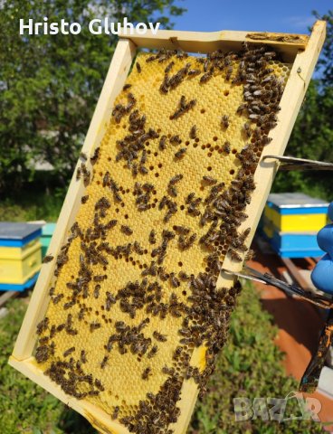 Пчелни отводки 2024г, снимка 5 - Други животни - 43670343