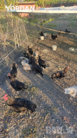 Австролоп , снимка 5 - Кокошки и пуйки - 51666509
