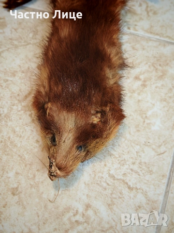 Продавам Две Обработени Кожи от Норка , снимка 2 - Антикварни и старинни предмети - 53330522