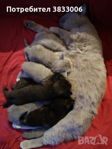  късокосмести Британски котета чистокръвни, снимка 6 - Британска късокосместа - 53519743